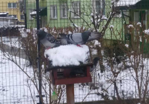 Gołębie siedzą na karmniku.