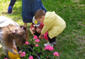 Dziewczynka podlewa posadzone kwiaty do skrzynek.