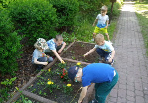 dzieci sadzą kwiaty w ogródku przedszkolnym