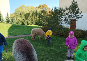 dzieci w ogródku przedszkolnym karmią, spacerują z alpakami