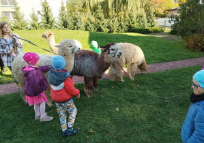 dzieci w ogródku przedszkolnym karmią, spacerują z alpakami
