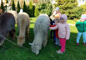 Dzieci w ogrodzie głaszczą alpaki.